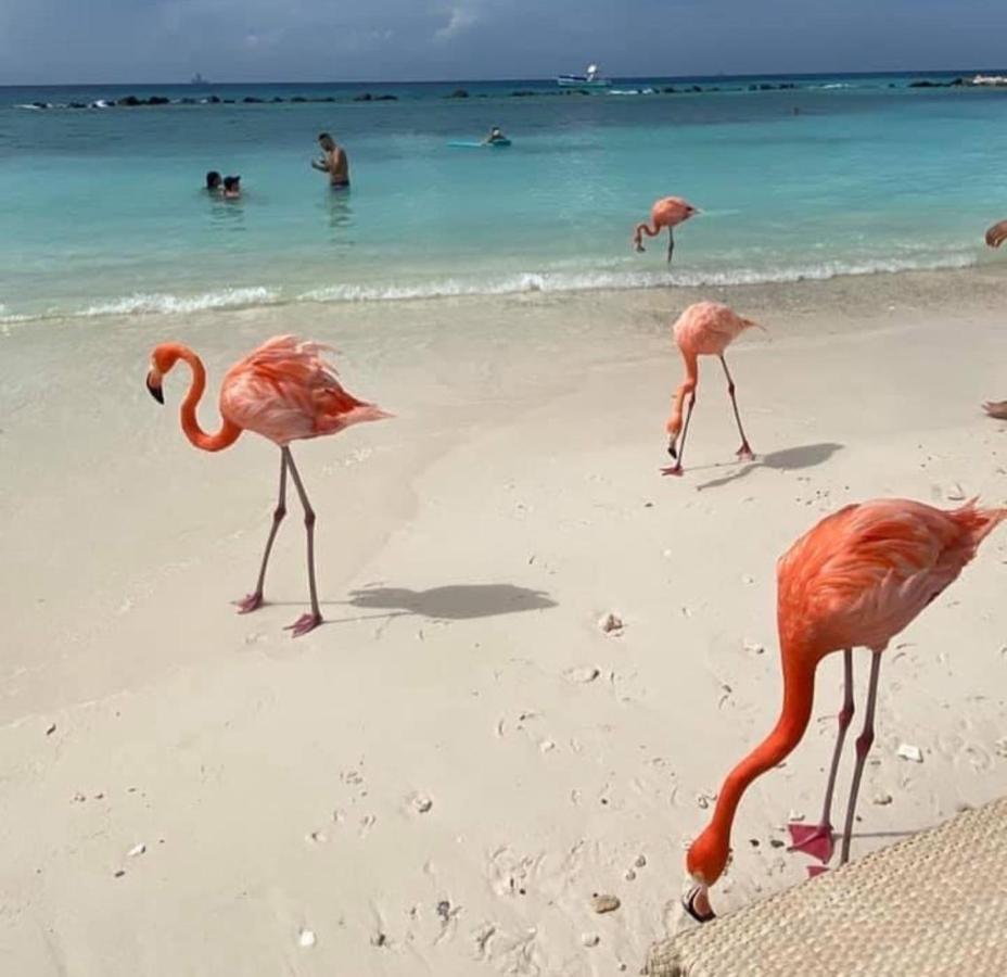 Divi Aruba Phoenix Beach Resort Palm Beach Exteriör bild