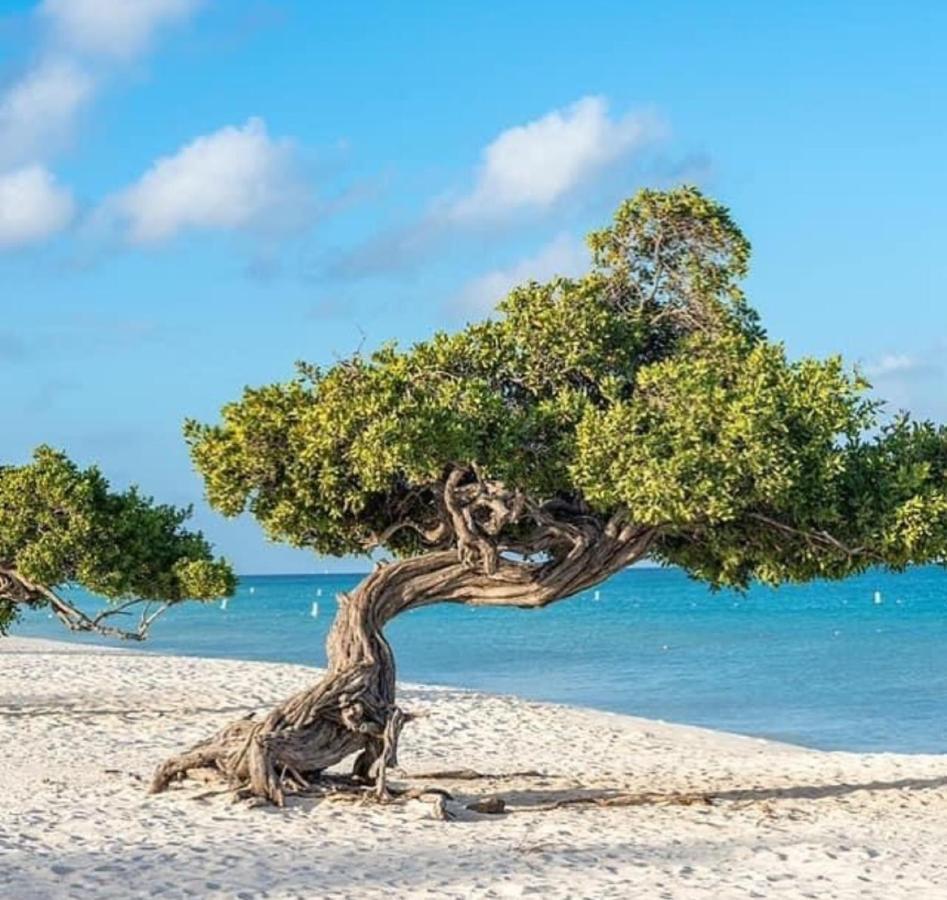 Divi Aruba Phoenix Beach Resort Palm Beach Exteriör bild